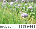 Asagi花 53639444