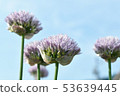 Asagi花 53639445