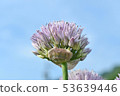 Asagi花 53639446