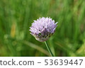 Asagi花 53639447