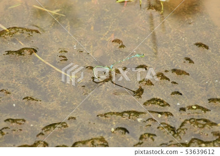 Mating and oviposition of the damselfly 53639612