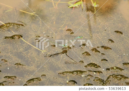 Mating and oviposition of the damselfly 53639613