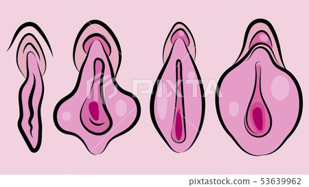 Human Vagina, Vaginal Opening Or Female 53639962