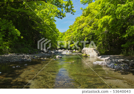 Fresh green Agatsumakyo Doremifa Bridge upstream 53640043