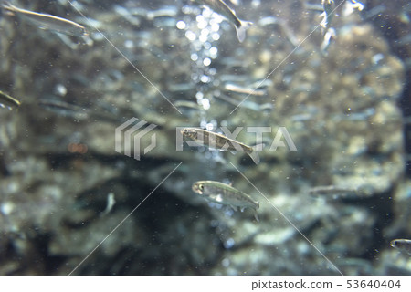 Salmon fry (swimming) 53640404
