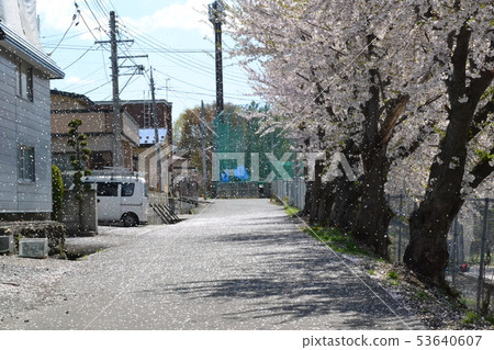 Sakura Fubuki dancing in Hirosaki City Sakura Fubuki dancing in Hirosaki City 53640607