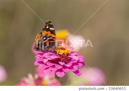 Acacathetha 53640655