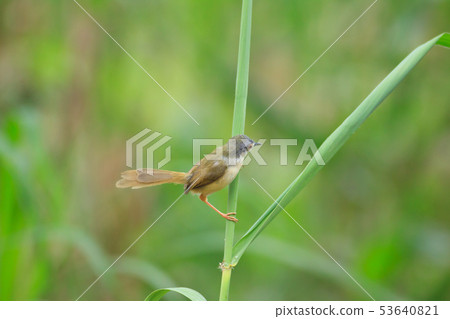 褐頭鷦鶯,鷦鷯,鳥 53640821