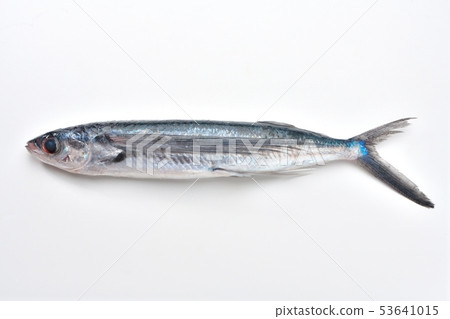 Tobiou,飛魚,飛魚,飛魚,鹹水魚,鮮魚,配料(原料,未加熱) Tobiou,飛魚,飛魚,飛魚,鹹水魚,鮮魚,配料(原料,未加熱) 53641015