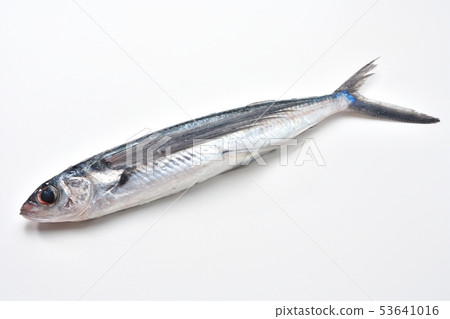 Tobiou, flying fish, flying fish, flying fish, saltwater fish, fresh fish, ingredients (raw, unheated) 53641016