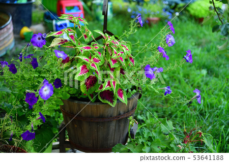 Pot of a petunia and other flowers in the garden Pot of a petunia and other flowers in the garden 53641188