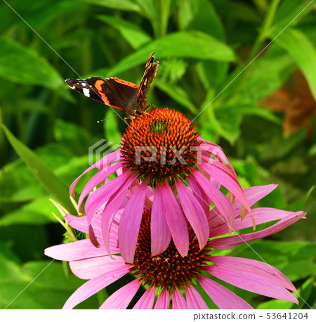 butterfly sits on a pink Echinacea flower 53641204