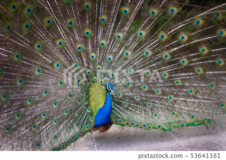 Peacock with feathers extended 53641381