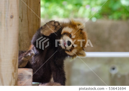 小熊貓餵 53641694