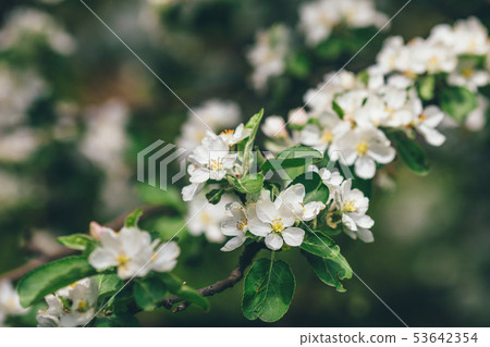 Apple blossom branch of flowers 53642354
