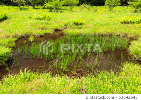 Oda Nashi wetlands (early summer) 53642643