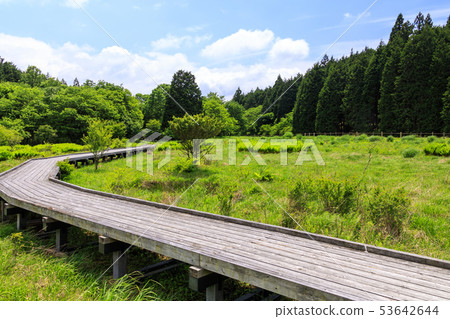 Oda Nashi wetlands (early summer) 53642644
