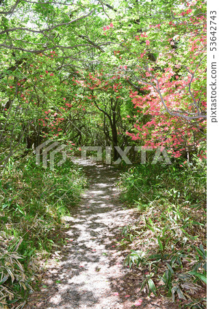 Nature trail in Tochigi Nasu 53642743
