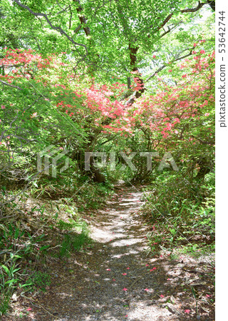 Nature trail in Tochigi Nasu 53642744
