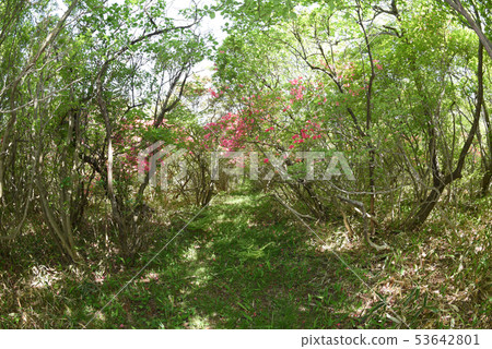 Nature trail in Tochigi Nasu 53642801