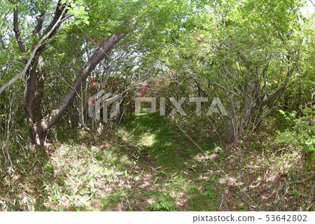 Nature trail in Tochigi Nasu 53642802