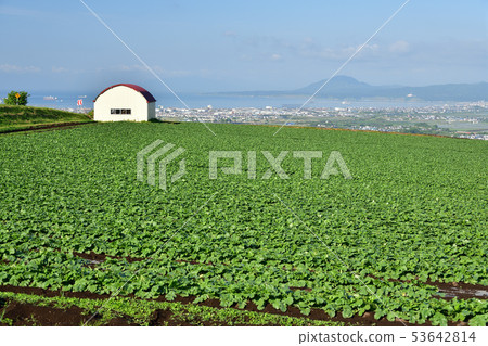 在北海道函館市高知町拍攝夏蘿蔔田的初夏風景 在北海道函館市高知町拍攝夏蘿蔔田的初夏風景 53642814