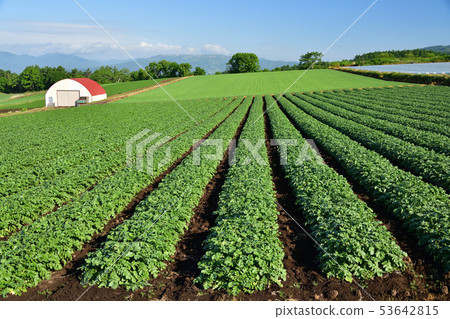Taking a picture of the early summer scenery of the field of summer radish in Kochi-cho, Hakodate, Hokkaido Taking a picture of the early summer scenery of the field of summer radish in Kochi-cho, Hakodate, Hokkaido 53642815