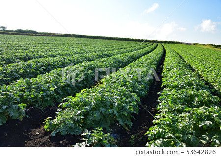 Taking a picture of the early summer scenery of the field of summer radish in Kochi-cho, Hakodate, Hokkaido 53642826