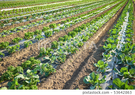 Picture of an organic farm field with patches Picture of an organic farm field with patches 53642863