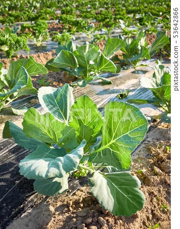 Picture of a cabbage on organic farm field with 53642866
