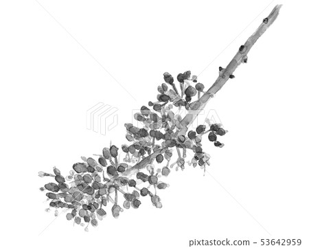 Grape Flower Seto Giants Momotaro Monotone 53642959