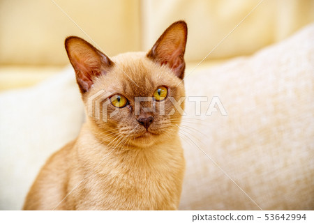 Burmese cat kitty color chocolate, is a breed of Burmese cat kitty color chocolate, is a breed of 53642994
