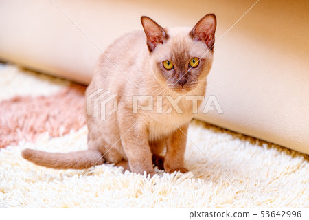 Burmese cat kitty color chocolate, is a breed of 53642996