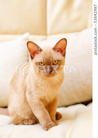 Burmese cat kitty color chocolate, is a breed of Burmese cat kitty color chocolate, is a breed of 53642997