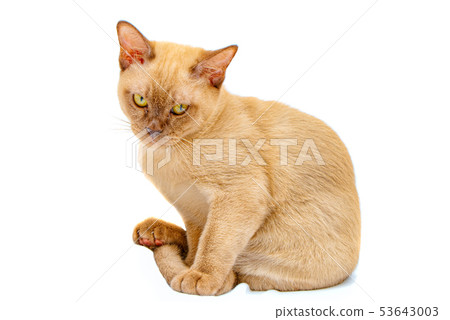 Burmese cat kitty color chocolate, is a breed of 53643003