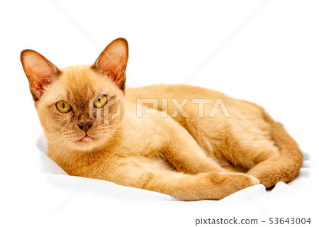 Burmese cat kitty color chocolate, is a breed of Burmese cat kitty color chocolate, is a breed of 53643004