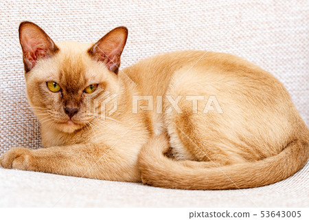 Burmese cat kitty color chocolate, is a breed of Burmese cat kitty color chocolate, is a breed of 53643005