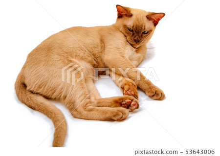 Burmese cat kitty color chocolate, is a breed of 53643006