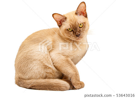 Burmese cat kitty color chocolate, is a breed of Burmese cat kitty color chocolate, is a breed of 53643016