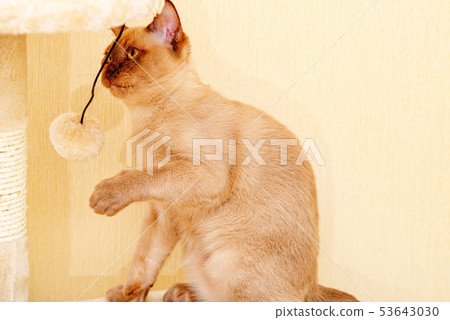 Burmese cat kitty color chocolate, is a breed of Burmese cat kitty color chocolate, is a breed of 53643030