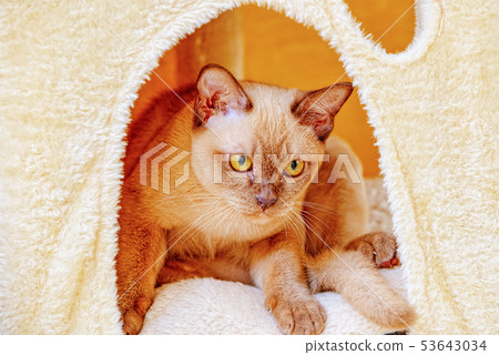 Burmese cat kitty color chocolate, is a breed of Burmese cat kitty color chocolate, is a breed of 53643034