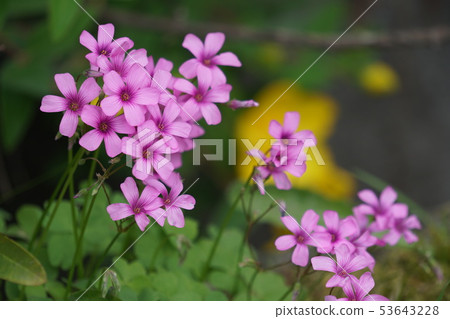 Imokatabami 53643228