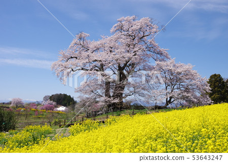 Cherry blossoms of Shioinosaki 53643247