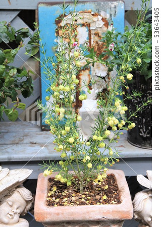 Boronia Mega Stigma Routhia Boronia Mega Stigma Routhia 53643405