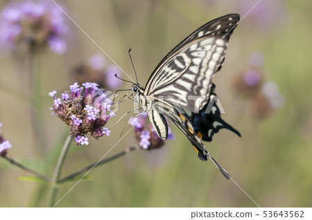 Swallowtail 53643562