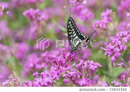 Swallowtail 53643568
