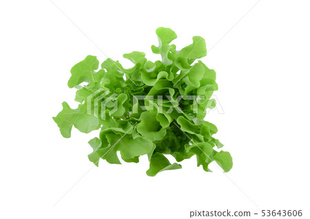 Green oak lettuce on white background Green oak lettuce on white background 53643606