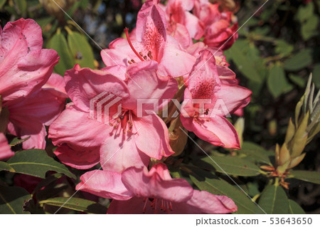 Azalea 53643650