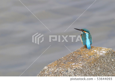 由水的翠鳥野生鳥 53644093