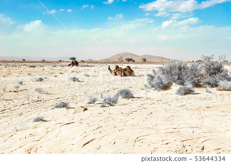 A cute, wild, single-humped camel lies on the A cute, wild, single-humped camel lies on the 53644334